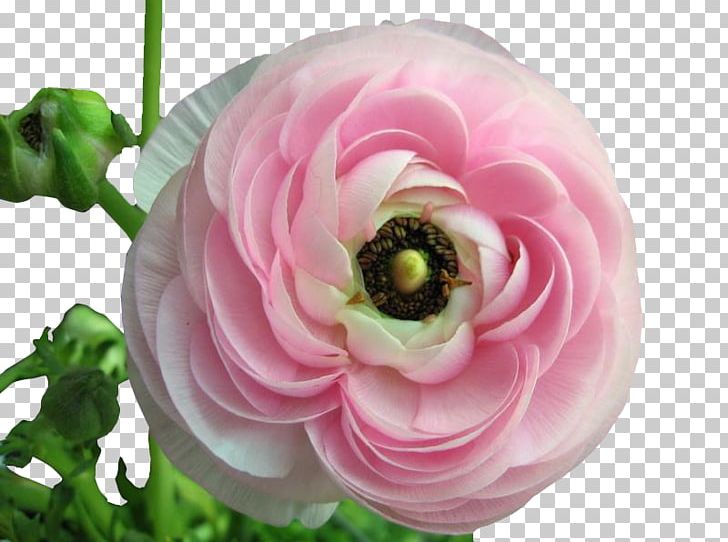 Ranunculus Asiaticus Meadow Buttercup Flower Seed Perennial Plant PNG, Clipart, Artificial Flower, Celery, Cut Flowers, Flower, Garden Free PNG Download