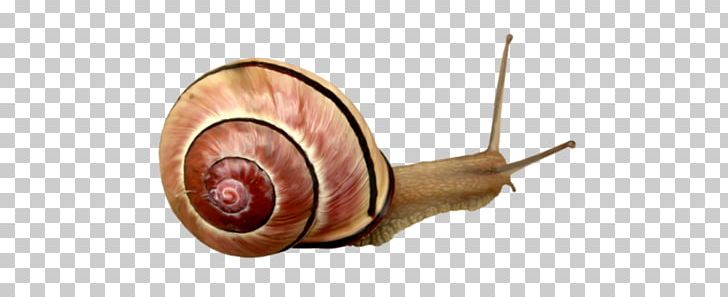 Snail Orthogastropoda Escargot PNG, Clipart, Animals, Baby Crawling, Brown, Clip Art, Crawl Free PNG Download