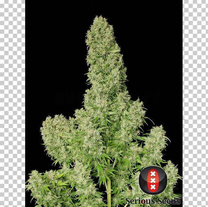 White Russian White Widow Seed Black Russian Cannabis PNG, Clipart, Autoflowering Cannabis, Black Russian, Cannabis, Cannabis Cultivation, Conifer Free PNG Download