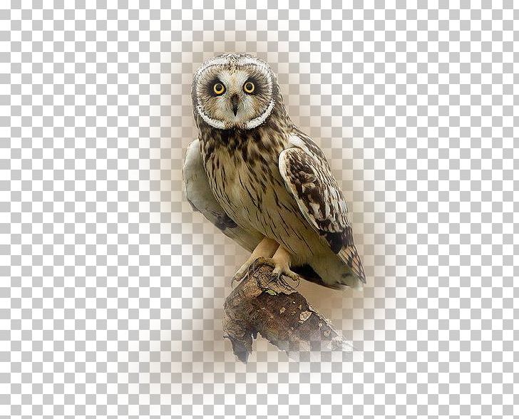 Great Grey Owl Bird Tawny Owl Short-eared Owl PNG, Clipart, 1 T, Animal, Animals, Barred Owl, Beak Free PNG Download