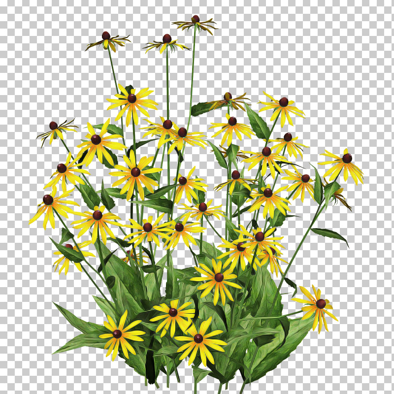 Flower Plant Yellow Wildflower Tickseed PNG, Clipart, Daisy Family, Flower, Pedicel, Perennial Plant, Plant Free PNG Download