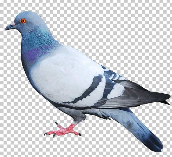 Columbidae Domestic Pigeon Squab Bird PNG, Clipart, Animals, Beak, Bird, Columbidae, Columbiformes Free PNG Download