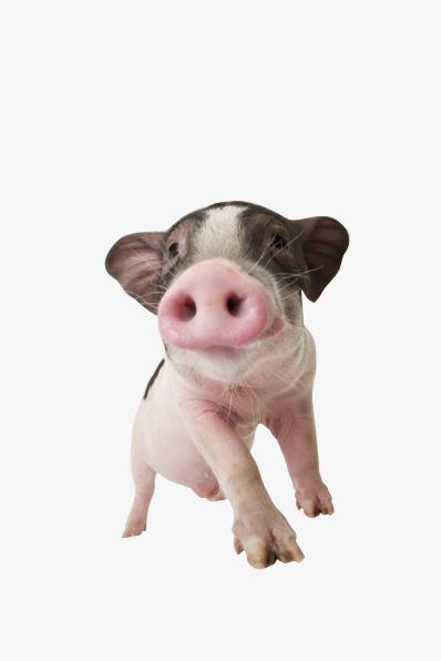 Pet Pig PNG, Clipart, Animal, Canine, Cute, Cut Out, Dog Free PNG Download