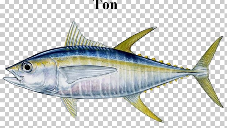 Bigeye Tuna Albacore Blackfin Tuna Atlantic Bluefin Tuna Yellowfin Tuna PNG, Clipart, Actinopterygii, Albacore, Bony Fish, Fauna, Fish Products Free PNG Download