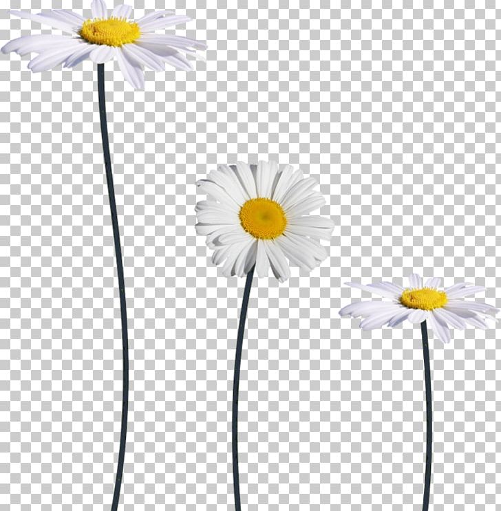 Common Daisy Margarita Encapsulated PostScript PNG, Clipart, Cut Flowers, Daisy, Daisy Family, Decorative Pattern, Download Free PNG Download
