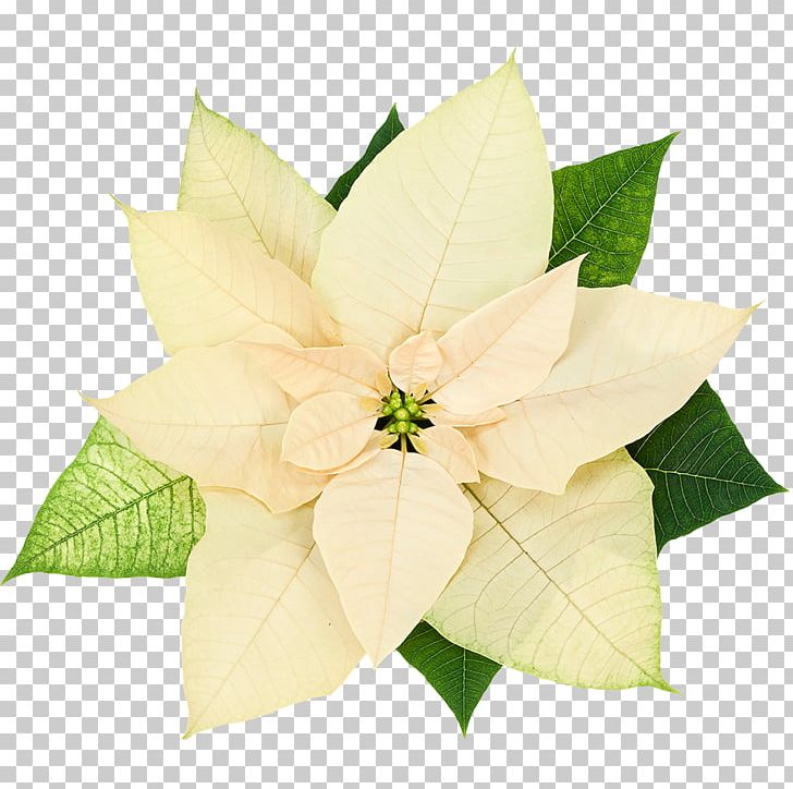 Poinsettia Plant Interscapes Spurges Cut Flowers PNG, Clipart, Cheer, Color, Cut Flowers, Fexofenadine, Flower Free PNG Download