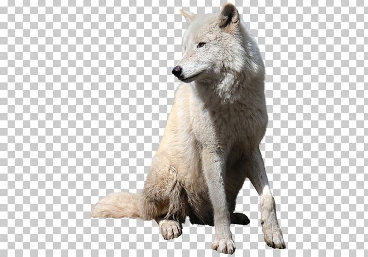 Gray Wolf Tutorial PNG, Clipart, Adobe Photoshop Elements, Art, Canis Lupus Tundrarum, Carnivoran, Catamount Free PNG Download