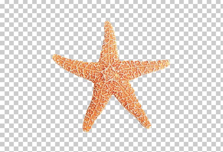 Starfish Sea Amelas PNG, Clipart, Animals, Beautiful Starfish, Cartoon Starfish, Marine Biology, Marine Invertebrates Free PNG Download