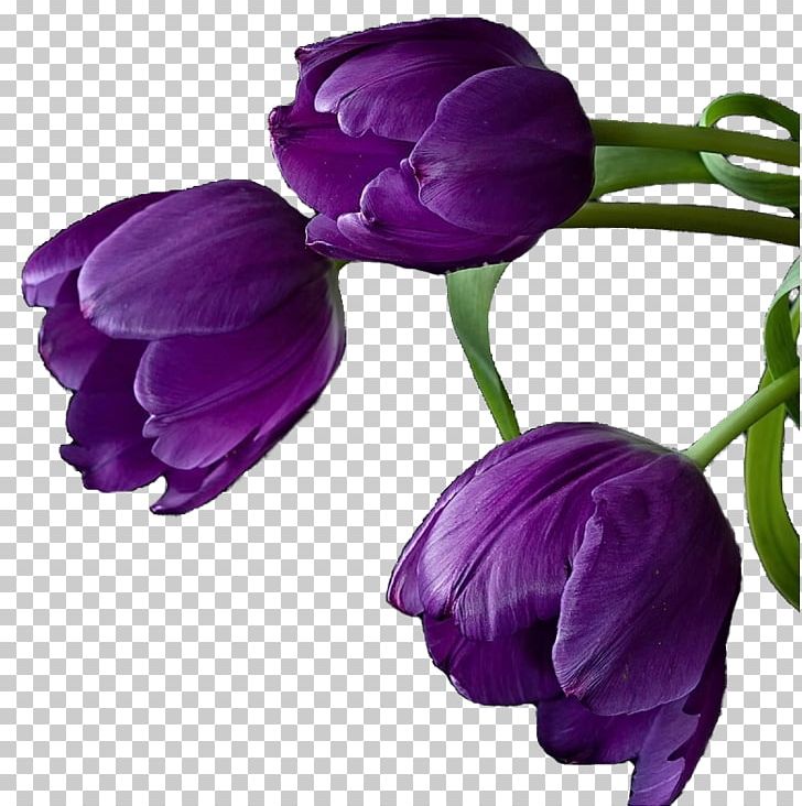 Tulip Cut Flowers Purple Violet PNG, Clipart, Cut Flowers, Flower, Flowering Plant, Flowers, Herbaceous Plant Free PNG Download