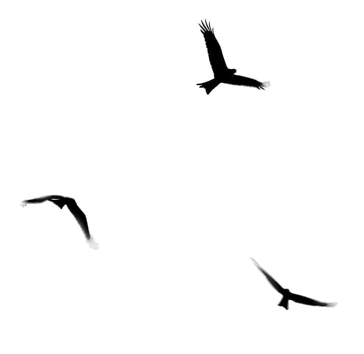 Bird Flight PNG, Clipart, Animal Migration, Animals, Beak, Bird, Bird Flight Free PNG Download