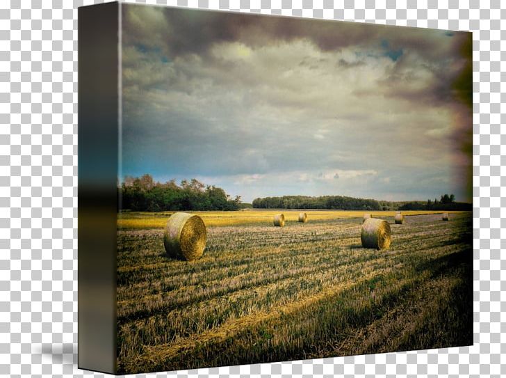 Hay Prairie Ecoregion Harvest Farm PNG, Clipart, Agriculture, Crop, Ecoregion, Farm, Field Free PNG Download