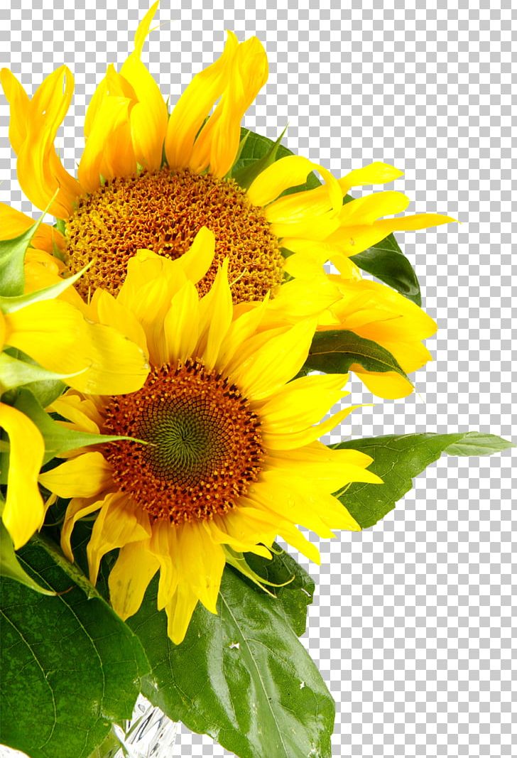 Sunflowers Common Sunflower PNG, Clipart, Annual Plant, Art, Common Sunflower, Cut Flowers, Daisy Family Free PNG Download