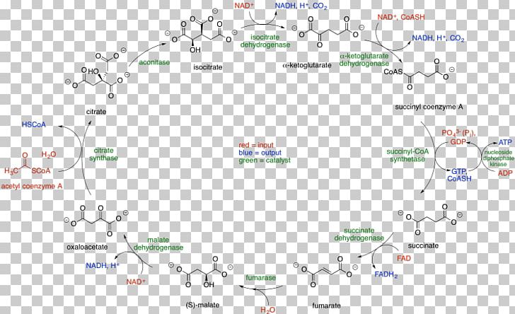 Citric Acid Cycle Coenzyme A Acetyl-CoA Tricarboxylic Acid PNG, Clipart, Acetylcoa, Acetyl Group, Acid, Area, Chemical Peel Free PNG Download