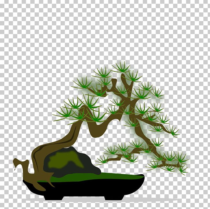 National Bonsai Foundation Tree PNG, Clipart, Bonsai, Branch, Computer Icons, Conifer, Drawing Free PNG Download