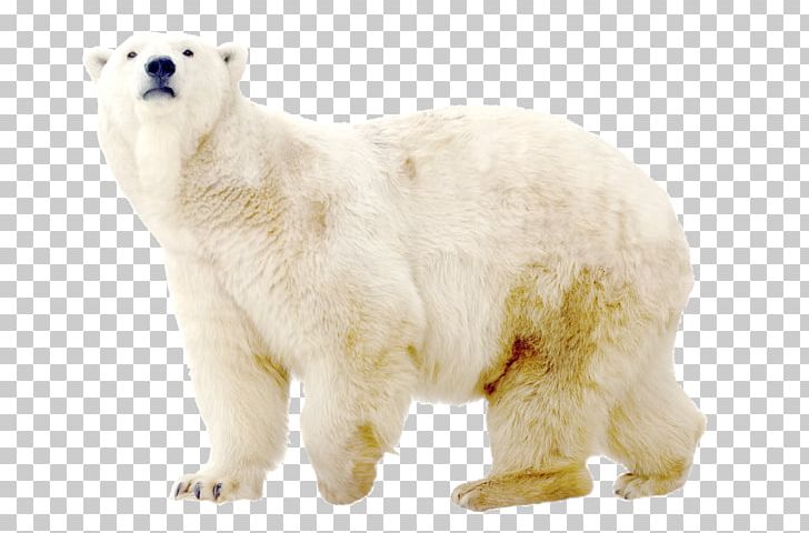 Polar Bear Dog North Pole Arctic PNG, Clipart, Animal, Animals, Arctic, Bear, Bear Dog Free PNG Download