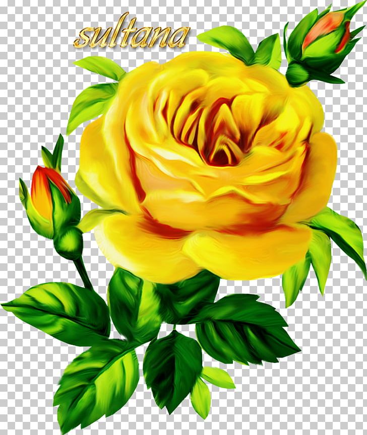 Portable Network Graphics Garden Roses PNG, Clipart, Cut Flowers, Desktop Wallpaper, Digital Image, Drawing, Floral Design Free PNG Download