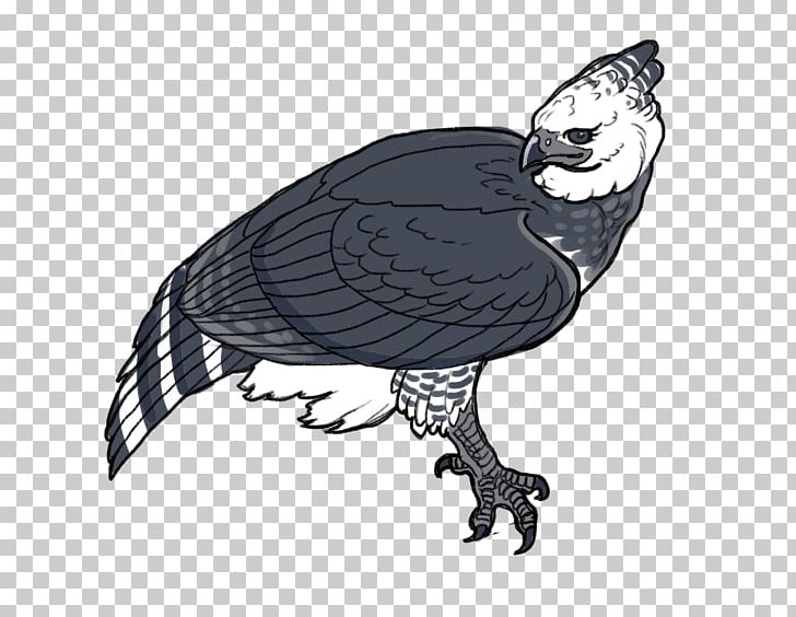 harpy eagle flying clipart