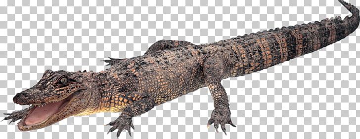Alligator Crocodile Computer Icons PNG, Clipart, Agami, Alligator, Animal Figure, Animals, Bisou Free PNG Download