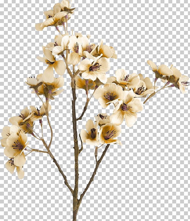 Cut Flowers Brown Color PNG, Clipart, Blossom, Branch, Brown, Color, Cut Flowers Free PNG Download