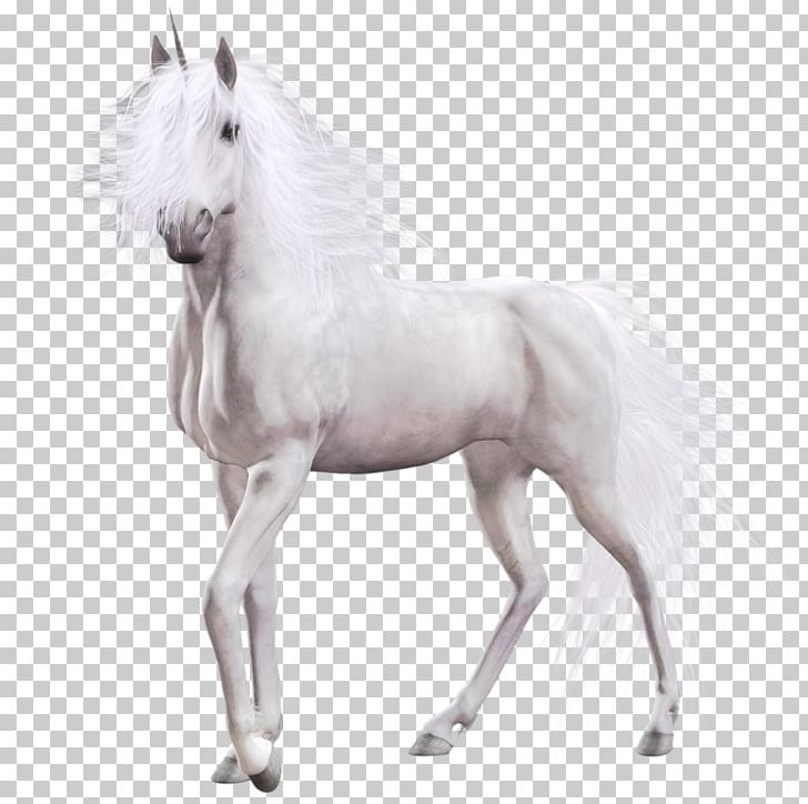 Horse Unicorn PNG, Clipart, Animals, At Resimleri, Beyaz At Resimleri, Download, Foal Free PNG Download