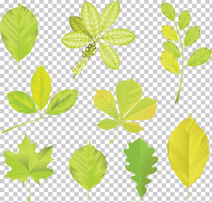 Trees And Leaves Leaf PNG, Clipart, Art, Autumn Leaf Color, Branch, Clip Art, Green Free PNG Download