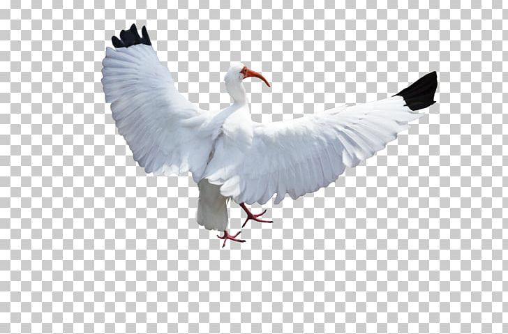Bird Columbidae Crane Flight PNG, Clipart, American White Ibis, Animals, Australian White Ibis, Beak, Bird Free PNG Download