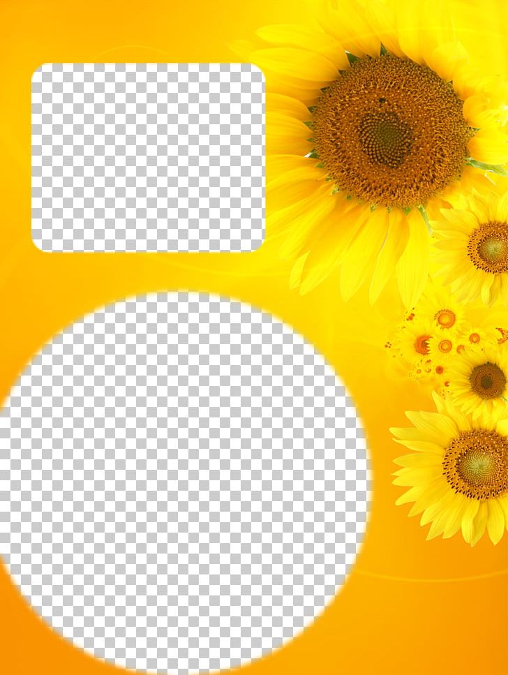 Common Sunflower Yellow Color PNG, Clipart, Album, Border, Border Frame, Certificate Border, Color Free PNG Download