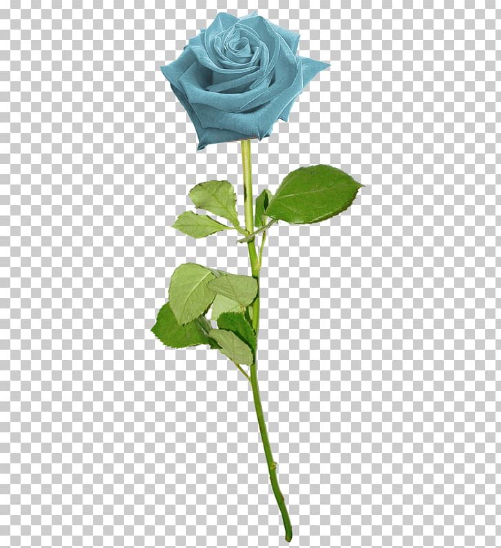 Garden Roses Blue Rose Flower PNG, Clipart, Blue, Color, Cut Flowers, Flower Bouquet, Flowering Plant Free PNG Download