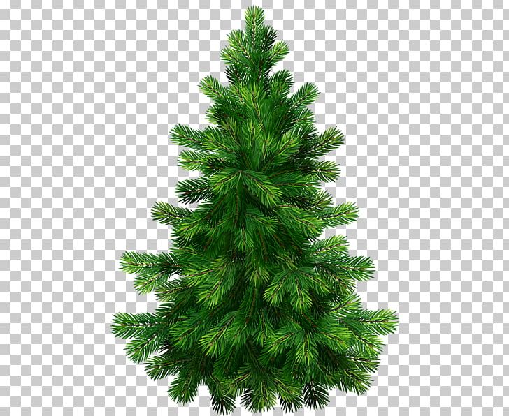 Pine Fir Spruce PNG, Clipart, Biome, Christmas, Christmas Decoration, Christmas Ornament, Christmas Tree Free PNG Download