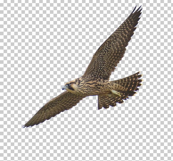 Falcon PNG, Clipart, Falcon Free PNG Download