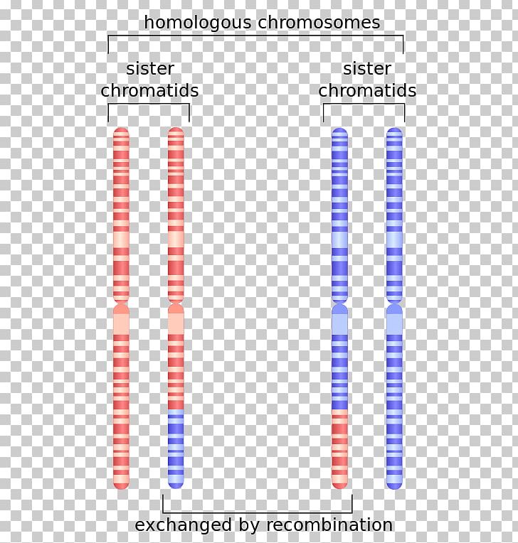Sister Chromatids Homologous Chromosome Genetic Recombination PNG, Clipart, Anaphase, Angle, Area, Brand, Chromatid Free PNG Download