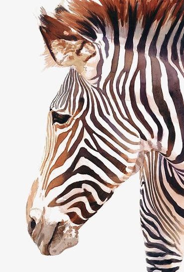 Zebra PNG, Clipart, Africa, Animal, Animals, Animals In The Wild, Backgrounds Free PNG Download