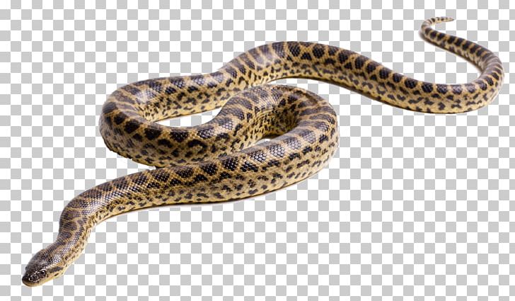 Green Anaconda Snake PNG, Clipart, Anaconda, Animals, Boa Constrictor, Boas, Clip Art Free PNG Download