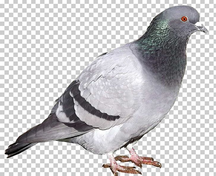 Stock Dove Rock Dove PhotoScape Beak GIMP PNG, Clipart, American Sparrows, Animal, Beak, Bird, Blog Free PNG Download