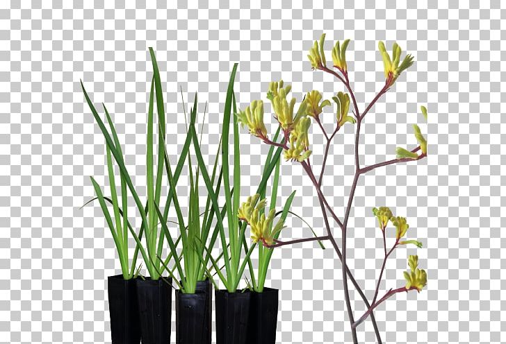 Tall Kangaroo Paw Plant Yellow PNG, Clipart, Animals, Cut Flowers, Flower, Flowering Plant, Flowerpot Free PNG Download