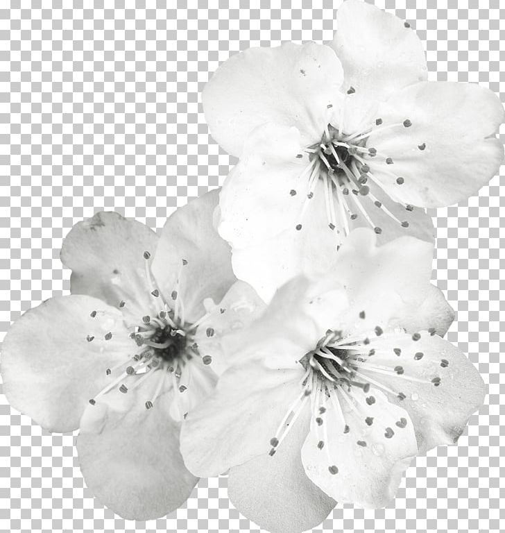 White Cut Flowers Petal PNG, Clipart, Artificial Flower, Black And White, Blossom, Branch, Cherry Blossom Free PNG Download