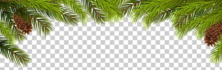 evergreen leaves clipart background