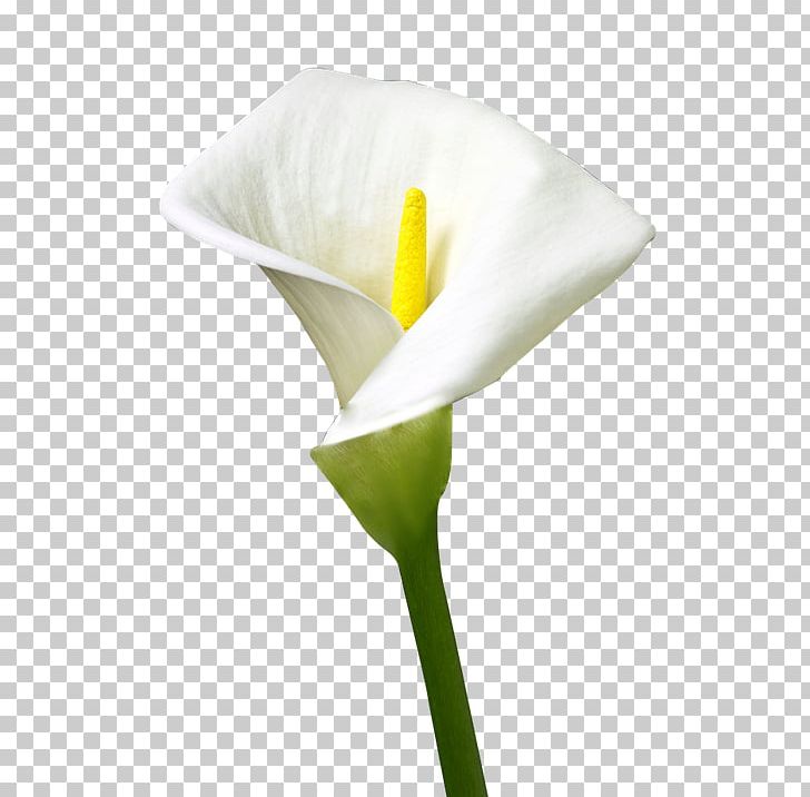 Flower Stock.xchng Plants Palm Trees Espata PNG, Clipart, Alismatales, Arum, Arum Family, Arumlily, Calas Free PNG Download