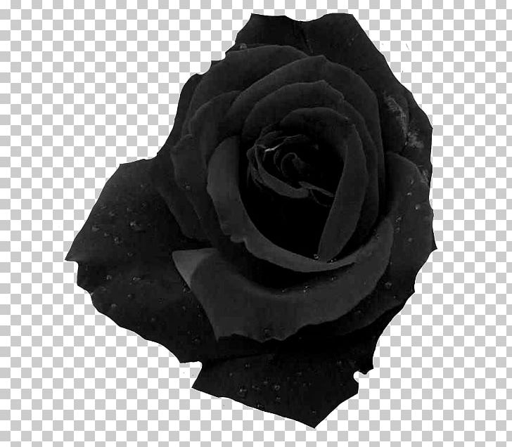 Garden Roses Cut Flowers Email PNG, Clipart, Atom, Black, Black And White, Black Rose, Cut Flowers Free PNG Download