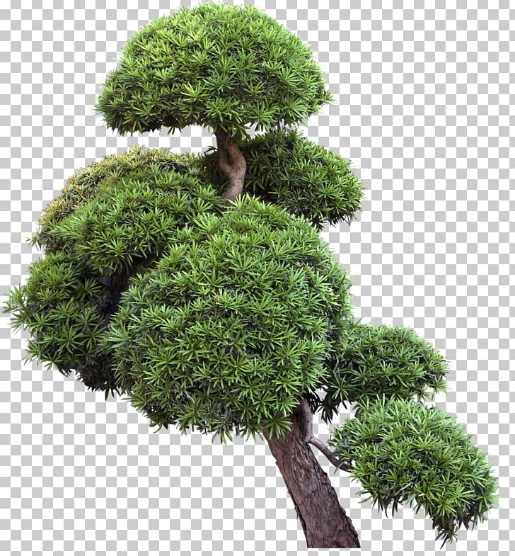 Tree Bonsai Shrub PNG, Clipart, Bonsai, Evergreen, Flowerpot, Grass, Houseplant Free PNG Download