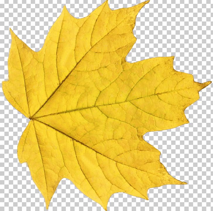 Autumn Leaf Color Yellow PNG, Clipart, Autumn, Autumn Leaf Color, Autumn Leaves, Blue, Clip Art Free PNG Download