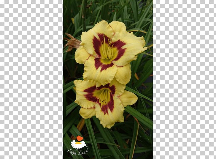 Cut Flowers Daylily PNG, Clipart, 5 M, Cut Flowers, Daylily, Desperado, Flower Free PNG Download