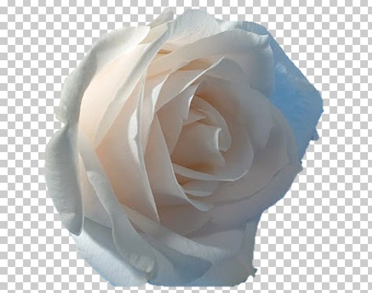 Desktop Rose Flower PNG, Clipart, 1080p, Cut Flowers, Darshan, Desktop Wallpaper, Display Resolution Free PNG Download