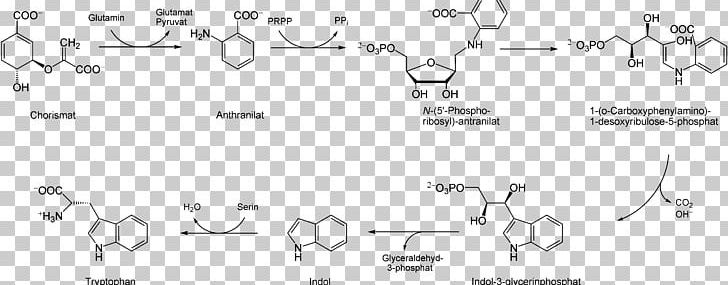 Tryptophan Amadori Rearrangement Shikimate Pathway Shikimic Acid Phenylalanine PNG, Clipart, 5hydroxytryptophan, Angle, Area, Biosynthesis, Black And White Free PNG Download