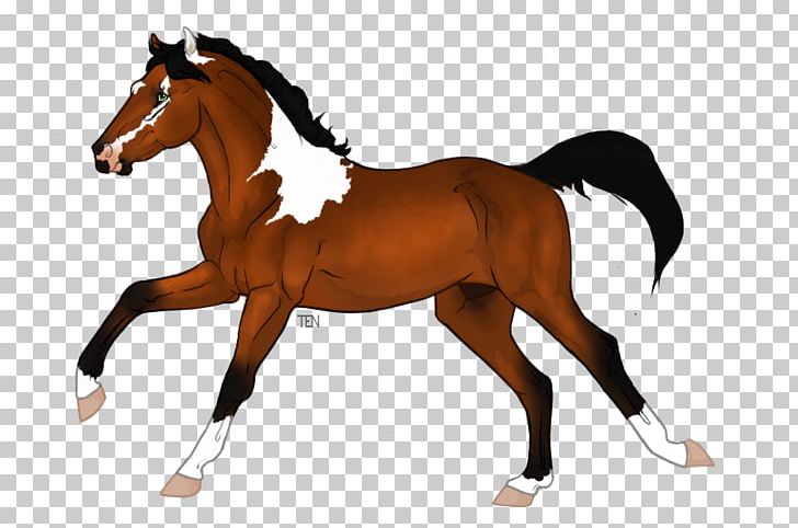 Appaloosa Chestnut Saddle Foal Pony PNG, Clipart, Appaloosa, Bridle, Chestnut, Colt, English Riding Free PNG Download