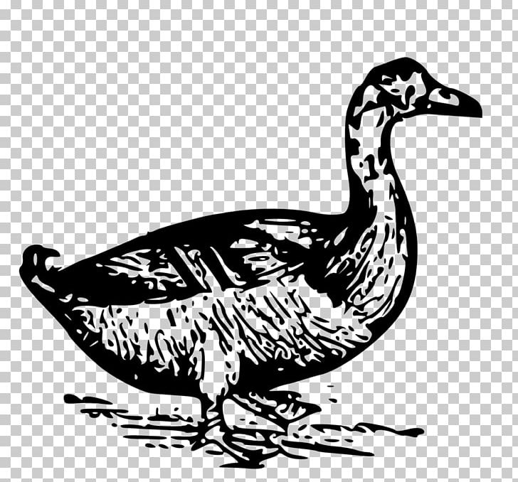 Featured image of post Duck Line Drawing Png The male mallards have a thin white collar that demarcates the head from the greyish brown breast