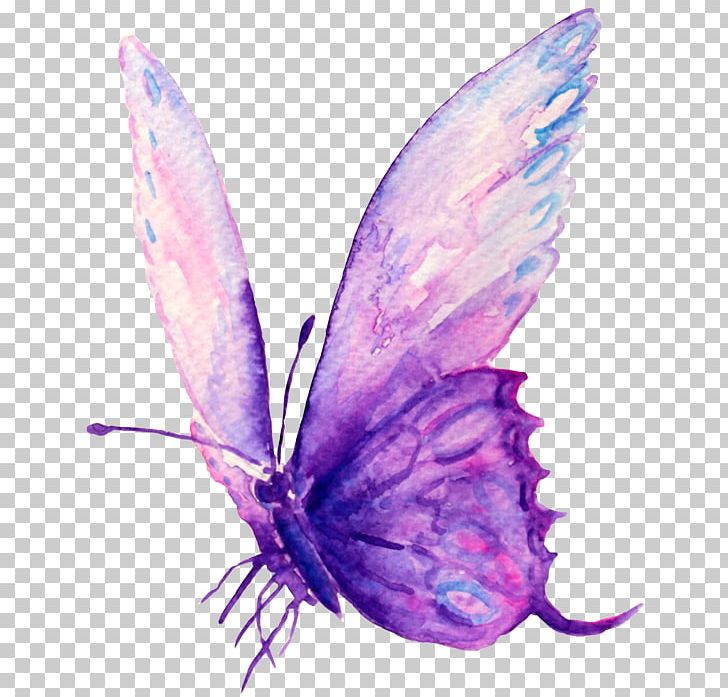 Femininity Intuition Woman Moth Wisdom PNG, Clipart, Arthropod, Butterfly, Female, Femininity, Insect Free PNG Download