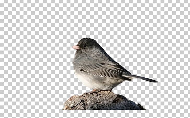House Sparrow Bird Eurasian Tree Sparrow Finch PNG, Clipart, Animals, Beak, Birds, Bullfinch, Cartoon Sparrow Free PNG Download