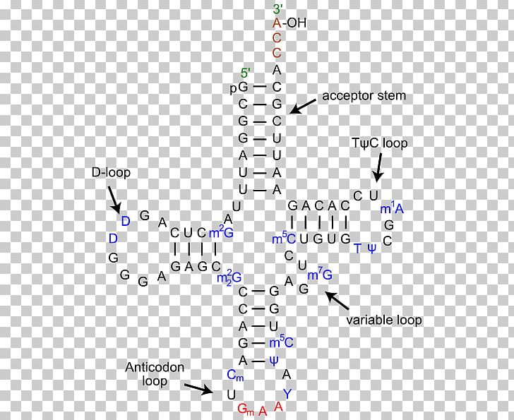 Transfer RNA Leucine—tRNA Ligase DNA Codon Messenger RNA PNG, Clipart, Amino Acid, Aminoacyl Trna Synthetase, Angle, Area, Biology Free PNG Download