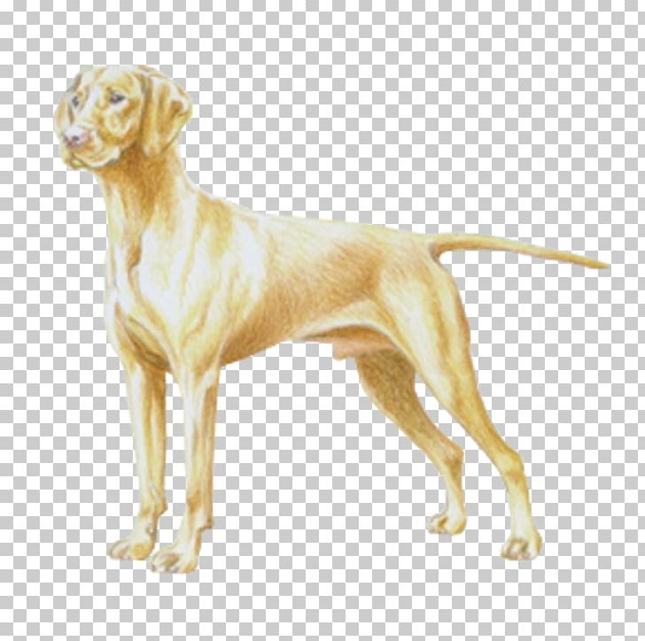 Vizsla Weimaraner German Shorthaired Pointer Dog Breed PNG, Clipart, Breed, Breed Standard, Carnivoran, Companion Dog, Dog Free PNG Download